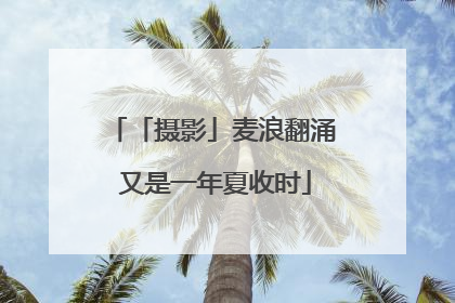 「摄影」麦浪翻涌 又是一年夏收时