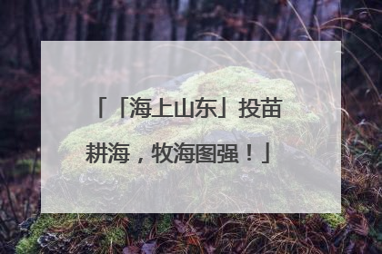 「海上山东」投苗耕海，牧海图强！