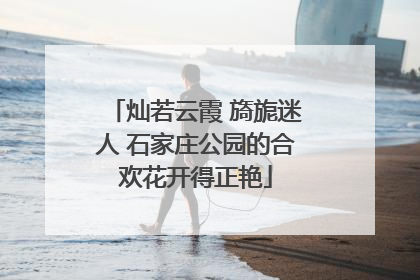 灿若云霞 旖旎迷人 石家庄公园的合欢花开得正艳