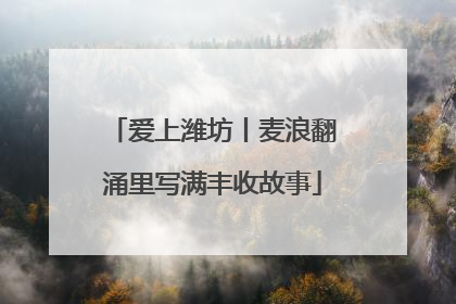 爱上潍坊丨麦浪翻涌里写满丰收故事