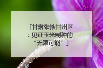 甘肃张掖甘州区：见证玉米制种的“无限可能”