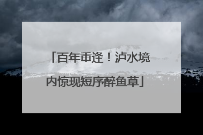 百年重逢！泸水境内惊现短序醉鱼草