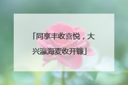 同享丰收喜悦，大兴瀛海麦收开镰