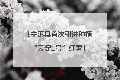 宁洱县首次引进种植“云淀1号”红薯