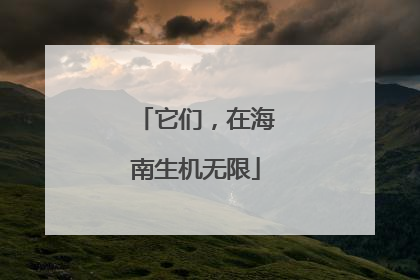 它们，在海南生机无限