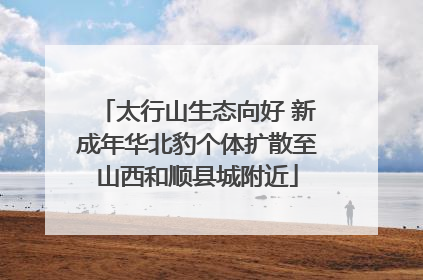 太行山生态向好 新成年华北豹个体扩散至山西和顺县城附近