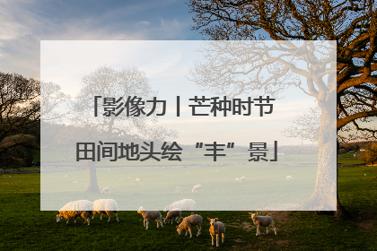 影像力丨芒种时节 田间地头绘“丰”景