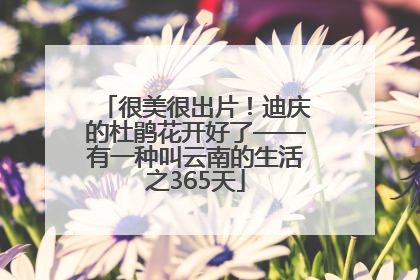 很美很出片！迪庆的杜鹃花开好了——有一种叫云南的生活之365天