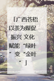 广西苍梧以茶为媒促振兴 文化赋能“绿叶”变“金叶”