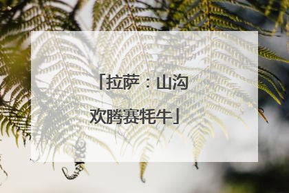 拉萨：山沟欢腾赛牦牛