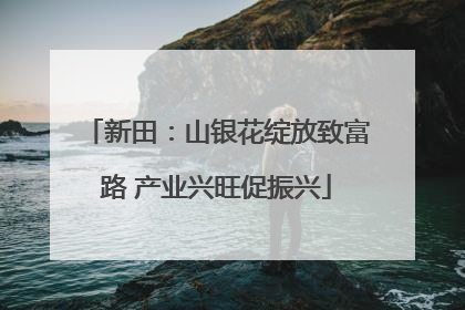 新田：山银花绽放致富路 产业兴旺促振兴