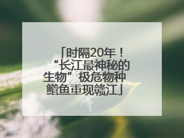 时隔20年！“长江最神秘的生物”极危物种鳤鱼重现赣江