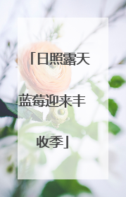 日照露天蓝莓迎来丰收季