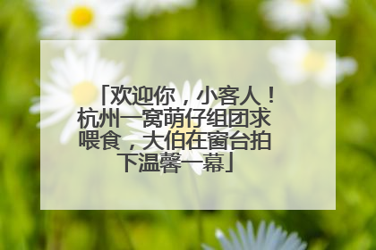 欢迎你，小客人！杭州一窝萌仔组团求喂食，大伯在窗台拍下温馨一幕