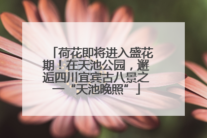 荷花即将进入盛花期！在天池公园，邂逅四川宜宾古八景之一“天池晚照”
