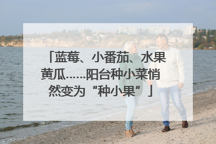 蓝莓、小番茄、水果黄瓜……阳台种小菜悄然变为“种小果”