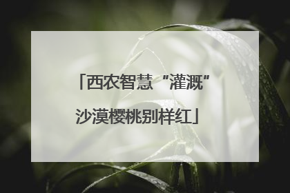 西农智慧“灌溉” 沙漠樱桃别样红