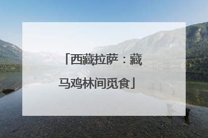 西藏拉萨：藏马鸡林间觅食