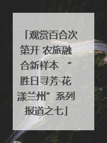 观赏百合次第开 农旅融合新样本 “胜日寻芳·花漾兰州”系列报道之七