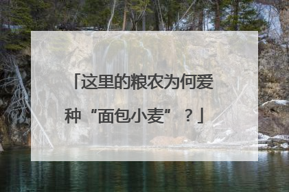 这里的粮农为何爱种“面包小麦”？