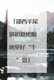 郧西羊尾镇初夏烤烟地里好“丰”景