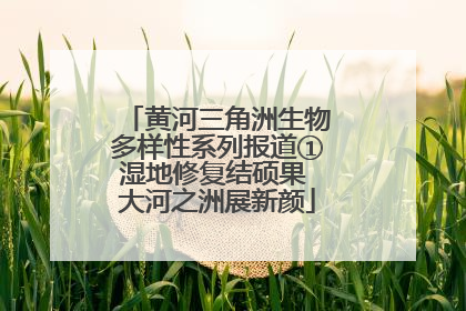 黄河三角洲生物多样性系列报道①湿地修复结硕果 大河之洲展新颜