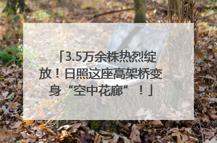 3.5万余株热烈绽放！日照这座高架桥变身“空中花廊”！