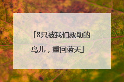 8只被我们救助的鸟儿，重回蓝天